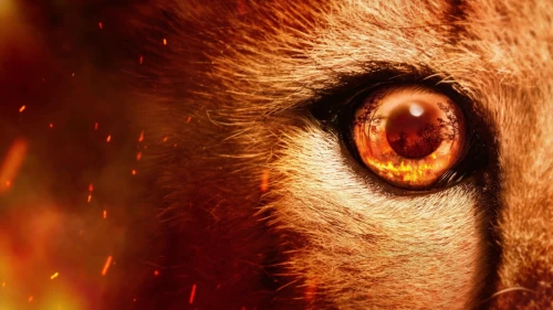 Documentário "Os Grandes Predadores" com Tom Hardy estreia em setembro na Netflix