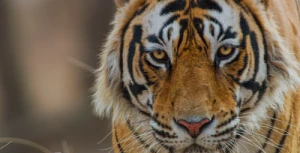 Documentário sobre Tigres adorável vai estrear no Disney+ ainda em Abril: Com Trailer